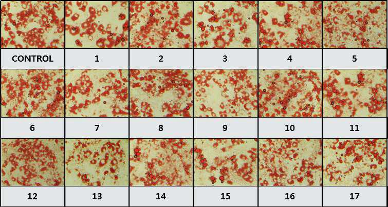 Photomicrographs of Oil red O staining for triglycerides in 3T3-L1 cells.