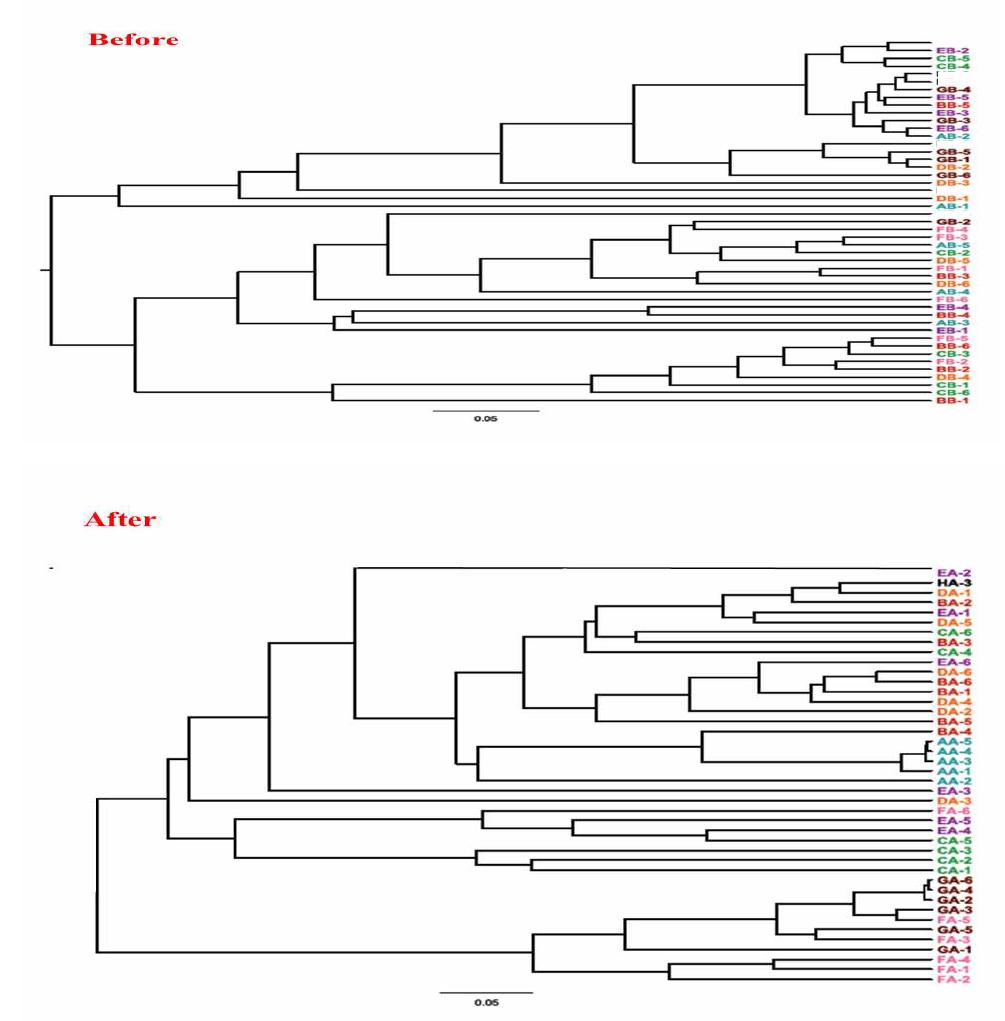 phyrogenetic tree of mice fed high fat diet with lactic acid bacteria for 0 and 6 weeks.
