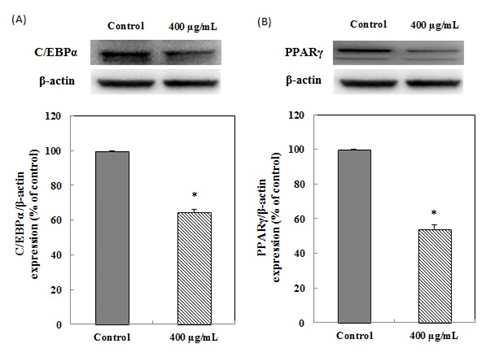 The effects of Lactobacillus plantarum Q180 on C/EBPα(A) and PPARγ (B) expression in 3T3-L1 adipocyte.