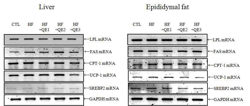 Effects of quercetin-rich onion peel extracts on the mRNA levels of several genes in liver (left) and epididymal fat tissue (right).