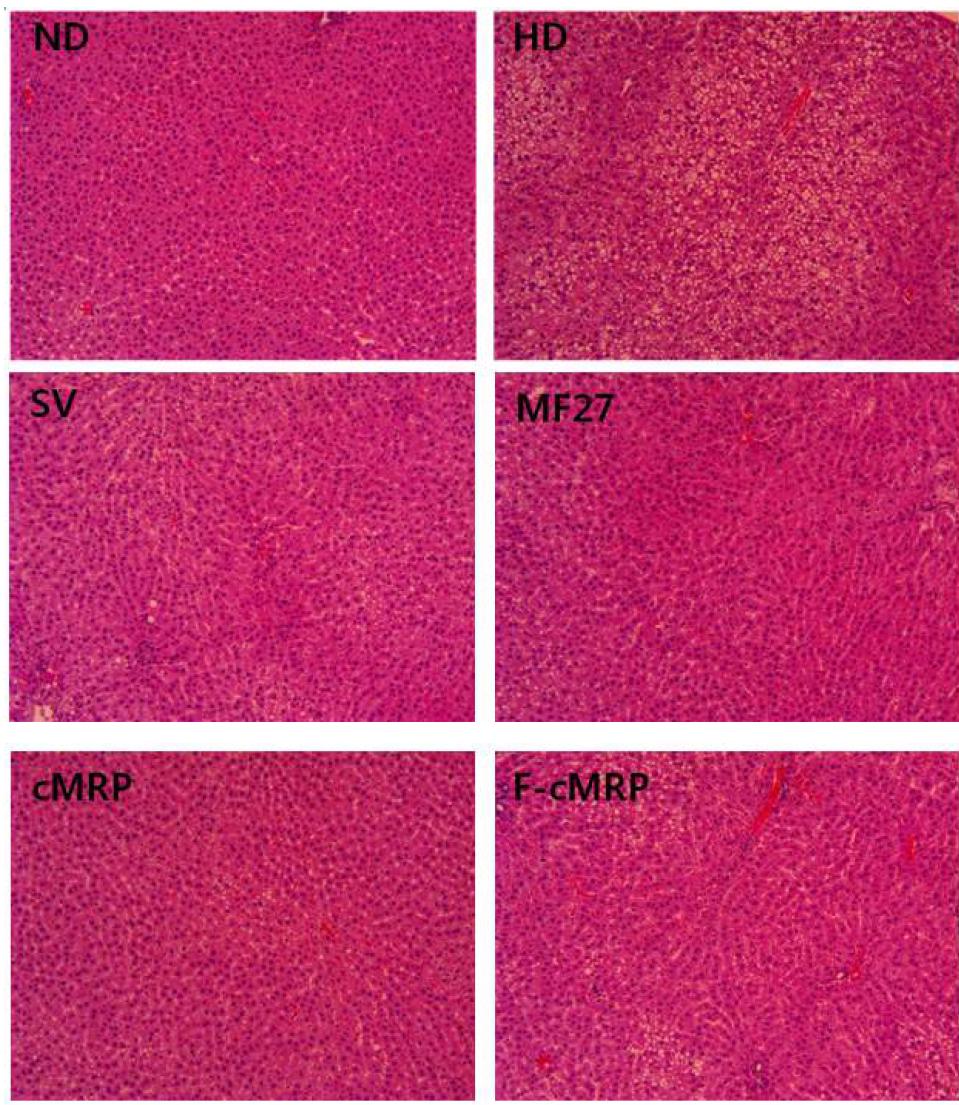 Histological examination of liver by H&E staining in different groups(magnification, x100)