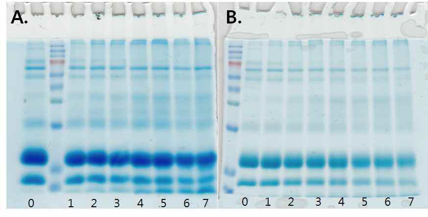 SDS-PAGE of GPML according to reaction times