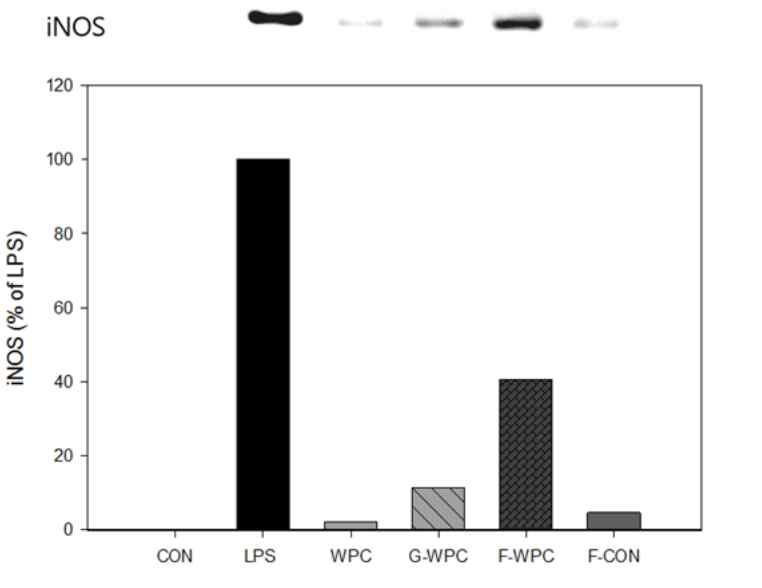 Effects of iNOS expression in mRNA levels by G-WPC and F-WPC on RAW 264.7 cells