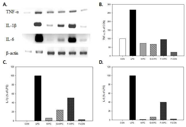 Effects of TNF-α, IL-1β, IL-6 and β-actin expression in mRNA levels by G-WPC and F-WPC on RAW 264.7 cells