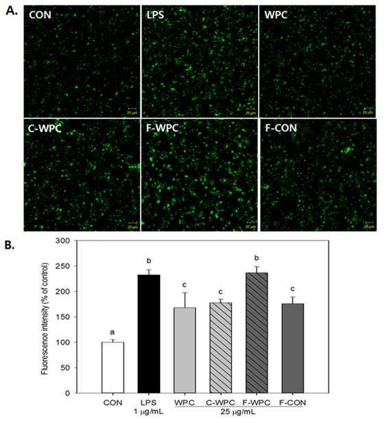 Phagocytosis effect of G-WPC and F-WPC on RAW 264.7 cells