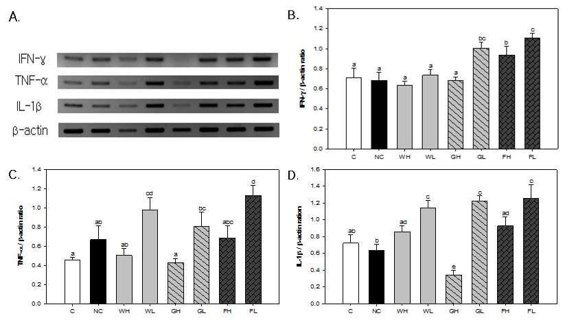 Expression of IFN-γ, TNF-α and IL-1β mRNA in mouse spleen