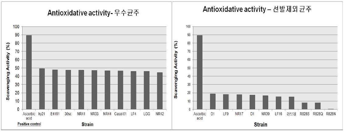 균주의 항산화 활성 확인 결과