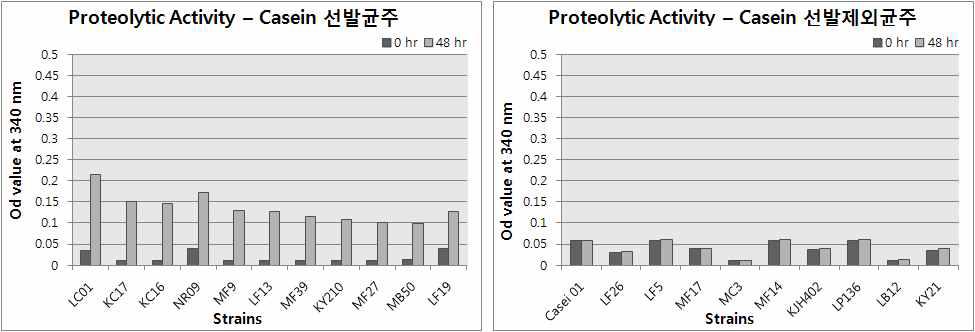 선발 및 비선발균주의 Casein 가수분해 활성