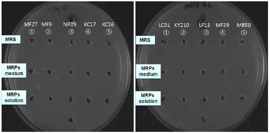 Casein 선발 균주 및 MRPs 발효가수분해물의 혈전용해 활성 확인