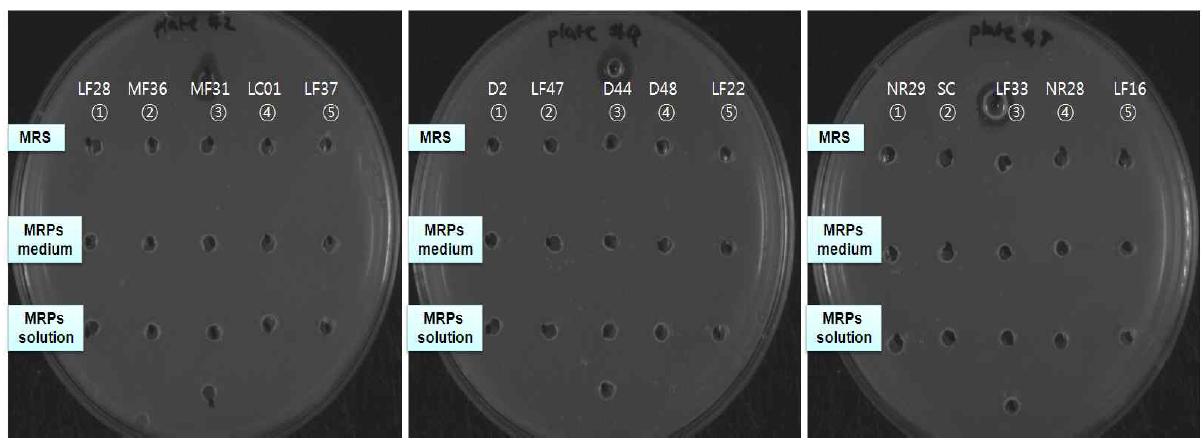 WPC 선발 균주 및 MRPs 발효가수분해물의 혈전용해 활성 확인