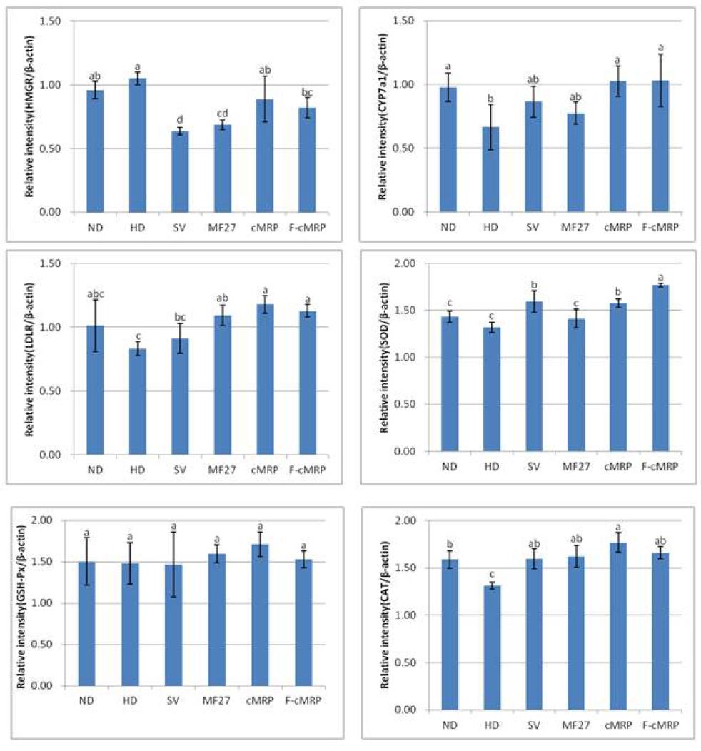 Relative mRNA levels of gene expression in liver of rats