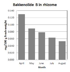 Seasional change of bakkenolide B from P. japonicus rhizome.