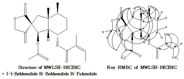 tructure and key HMBC of MWLSH-19ICIBIC (bakkenolide B) from P . japonicus leaf
