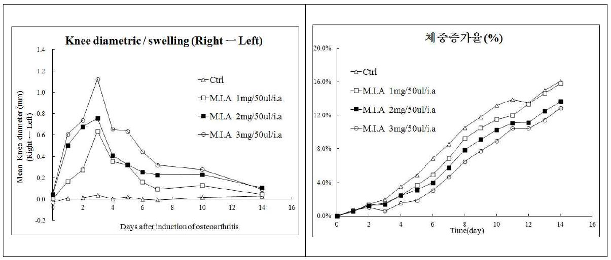 MIA 주사 2주 후 부종발생과 체중증가율 결과 그래프