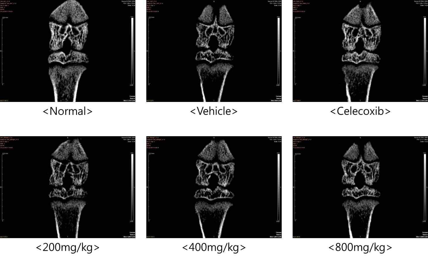 실험동물의 2주 micro-CT 관절 영상