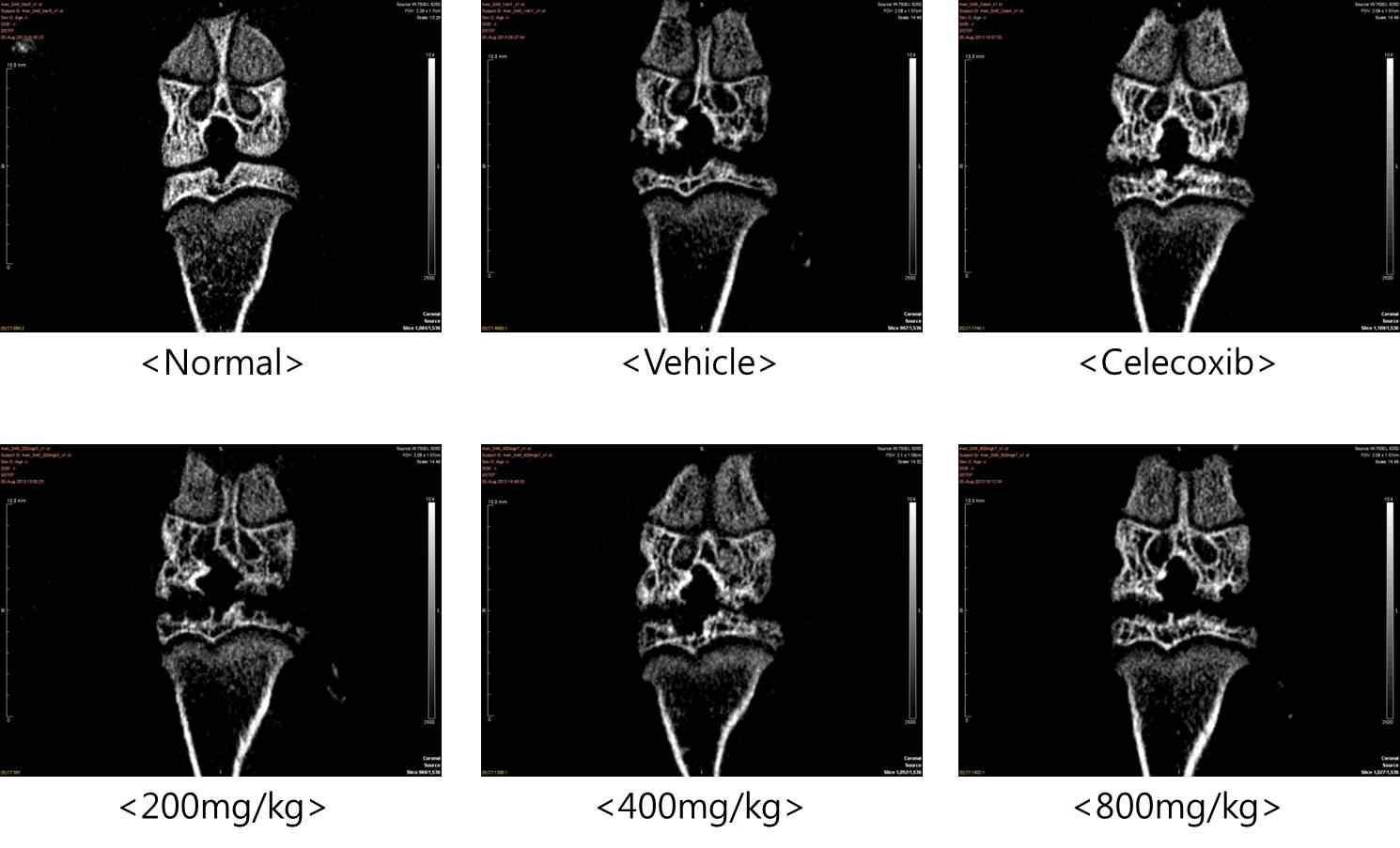 실험동물의 4주 micro-CT 관절 영상