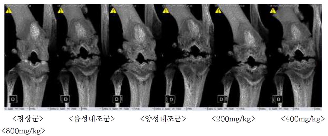 실험동물의 4주 3D 관절 영상