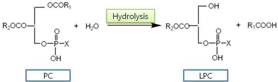 Scheme of synthesis of LPC from PC via enzymatic reaction