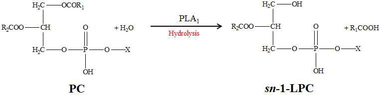 Phospholipase A1 (PLA1)-catalyzed hydrolysis of phosphatidylcholine (PC) for producing sn-1-lysophosphatidylcholine (LPC)