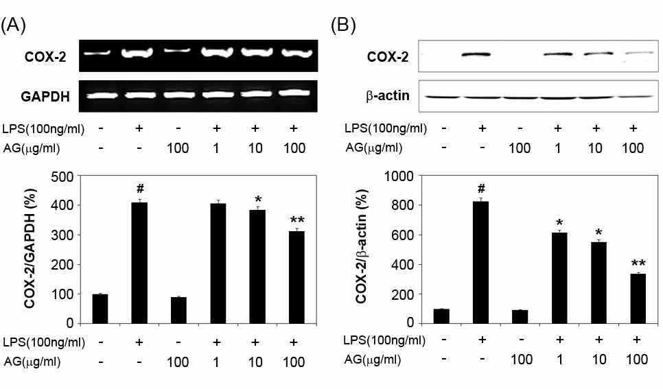 LPS로 자극된 BV-2 신경교세포에서 COX-2의 유전자(A) 및 단백질(B) 단계에서의 수검초 추출물 농도에 따른 저해 효능