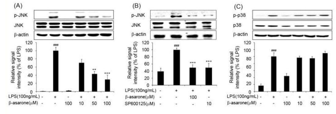 LPS로자극된신경교세포에서 β-asarone의 JNK-MAPKs 억제 효능