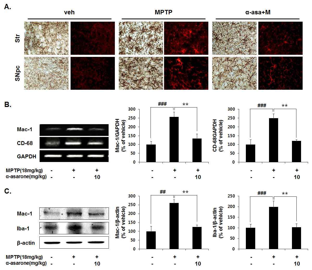 α-Asarone suppression of MPTP-induced activated microglia