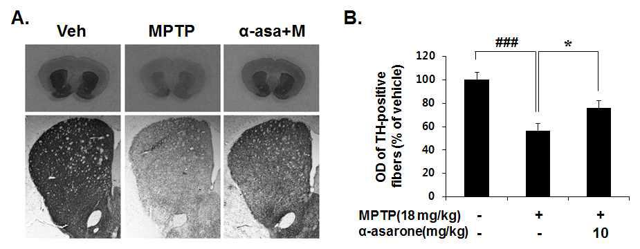 Protective effects of α-Asarone against MPTP