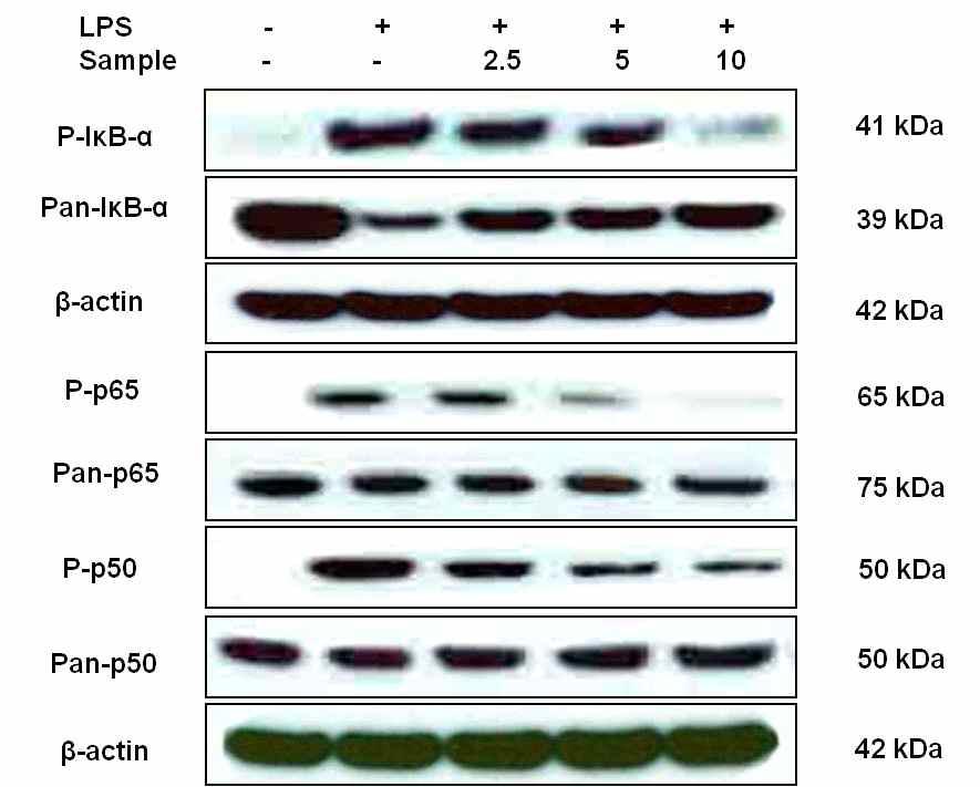 Inhibitory effect of CH2Cl2 fraction of Litsea japonica fruit on the IκB-α and NF-κB protein levels in RAW 264.7 cells