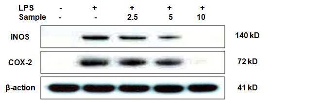 Inhibitory effect of Litsenolide B2 isolated from L. japonica fruit on the protein level of iNOS and COX-2 in RAW264.7