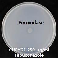 Peroxidase의 테부코나졸에 대한 농약분해능 검정
