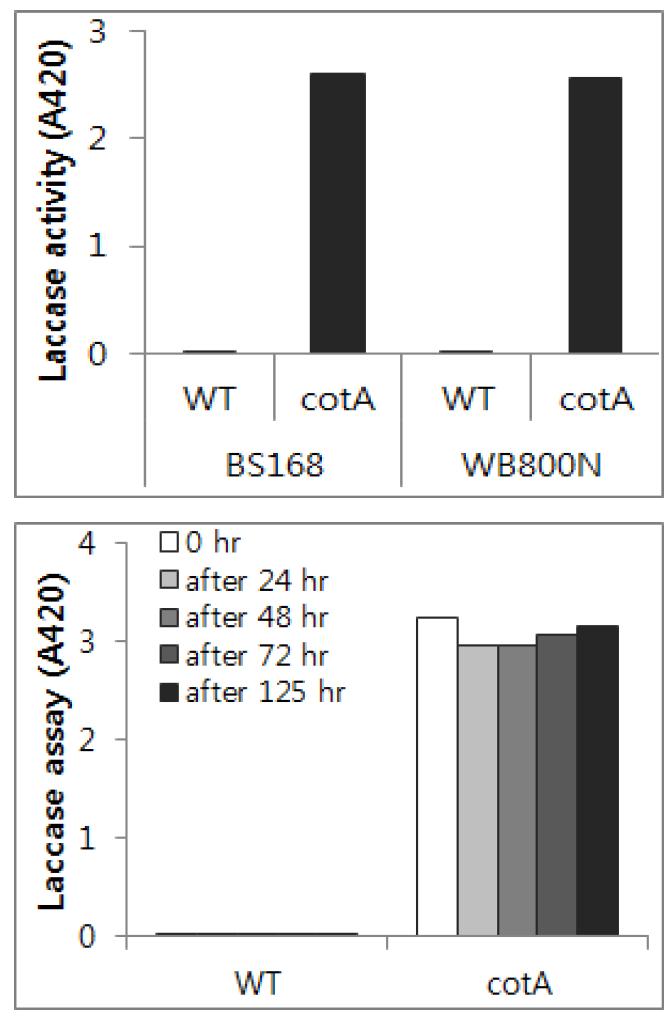 바실러스 서틸리스 168과 8개의 세포외 단백질 분해효소가 결핍된 WB800N 균주에서의 Laccase 발현 비교 및 5일동안 상온 보관된 Laccase 활성 검정