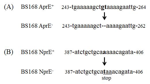 AprE- 및 NprE- 유전자의 염기서열 비교