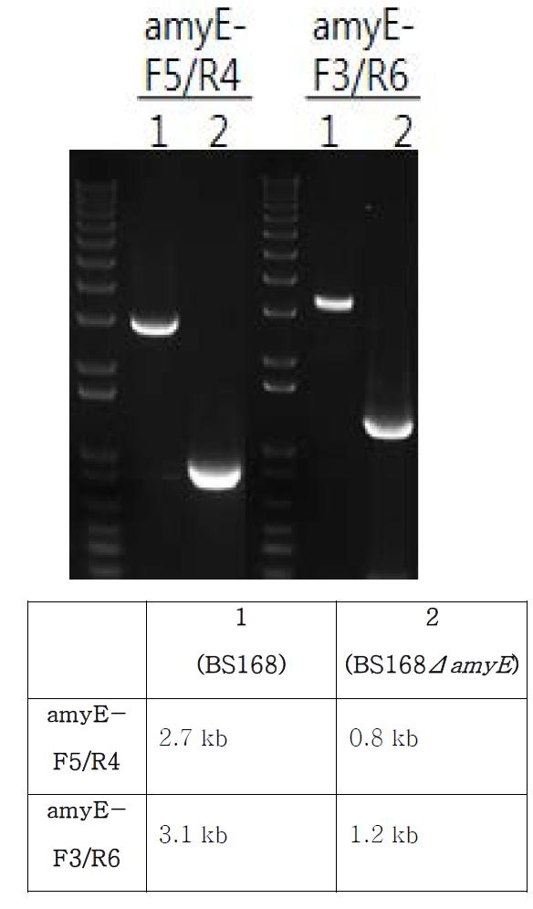 PCR을 통한 바실러스 서틸리스 168의 amyE 유전자 deletion 확인