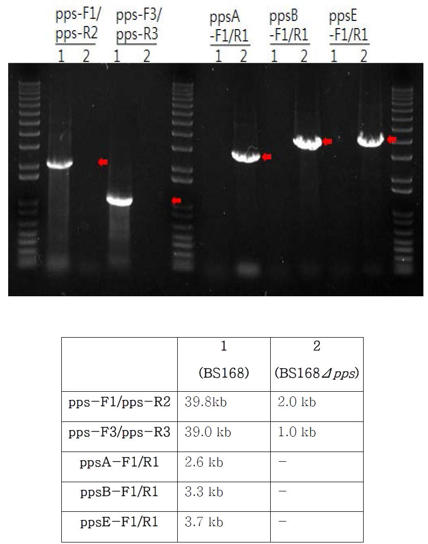 PCR을 통한 바실러스 서틸리스 168의 pps 오페론 deletion 확인