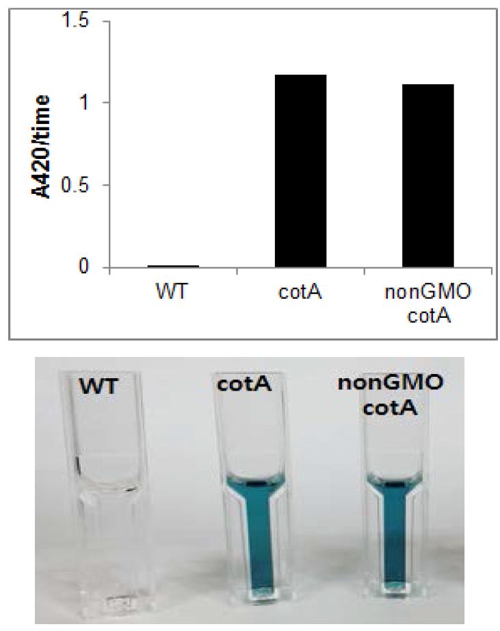 non-GMO Laccase 과발현 균주와 Laccase 과발현 균주 (cotA)의 Laccase 활성 비교