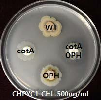 Laccase 및 OPH의 organophosphote insecticide인 chlorpyrifosdp 대한 농약 분해능 plate assay