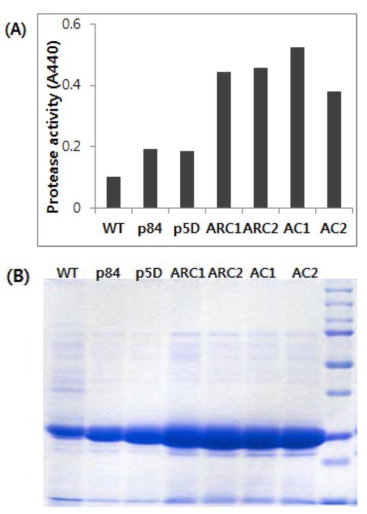 다양한 프로모터 변이체를 이용한 단백질 분해효소 활성 검정 (A) 및 발현된 AprE의 단백질 전기영동 (B)