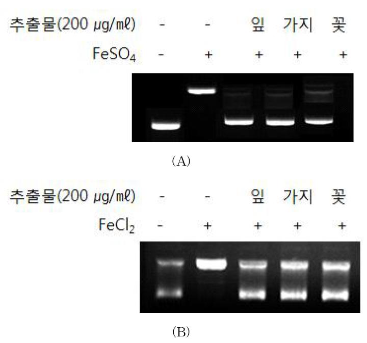 미선나무 부위별 추출물의 산화적 손상에 의한 DNA 보호효과