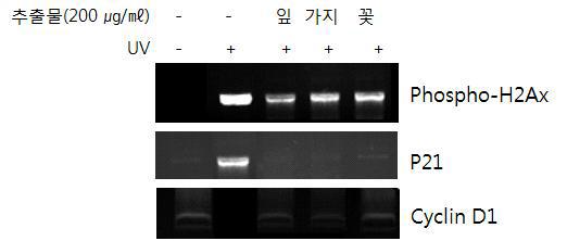 미선나무 부위별 추출물의 UV에 의한 DNA 손상억제 및정상세포 사멸 억제력