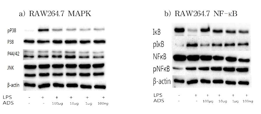 Raw264.7 cell에서 미선나무 가지 추출물 처리에 따른 MAPK 및 NF-κB Pathway 연관 단백질의 발현 변화 비교