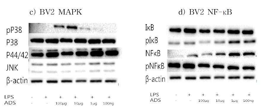 Raw264.7 cell에서 미선나무 가지 추출물 처리에 따른 MAPK 및 NF-κBPathway 연관 단백질의 발현 변화 비교