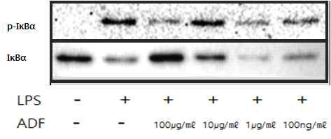 Raw264.7 세포에서 미선나무 꽃 추출물이 NF-κB pathway에 미치는 영향