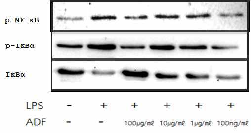 BV2 세포에서 미선나무 꽃 추출물이 NF-κB pathway에 미치는 영향