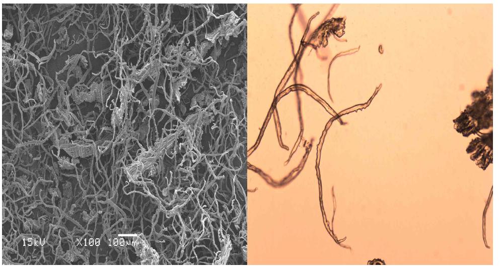Scanning electron micrograph (left) and optical micrograph (right) of rice husk pulp at active alkali 30% and sulfidity 30% conditions.