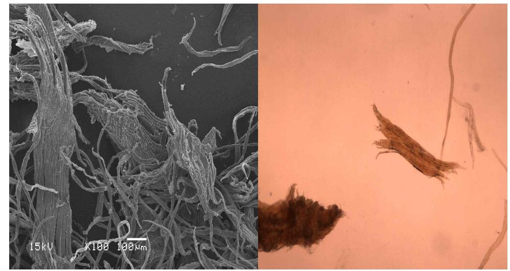 Scanning electron micrograph (left) and optical micrograph (right) of peanut husk pulp at active alkali 20% and sulfidity 25% conditions
