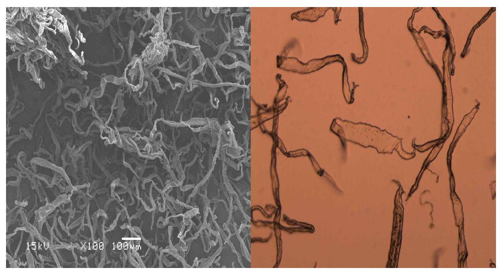 Scanning electron micrograph (left) and optical micrograph (right) of peanut husk pulp at active alkali 30% and sulfidity 30% conditions.