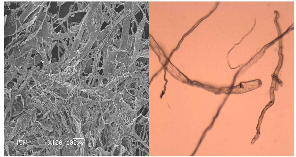 Scanning electron micrograph (left) and optical micrograph (right) of garlic stem pulp at active alkali 20% and sulfidity 25% conditions