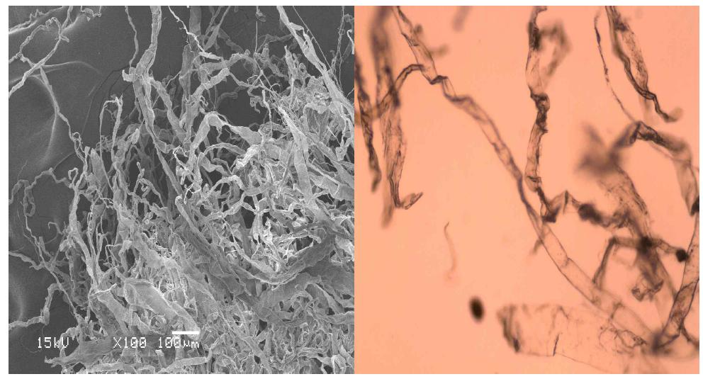 Scanning electron micrograph (left) and optical micrograph (right) of garlic stem pulp at active alkali 30% and sulfidity 30% conditions.