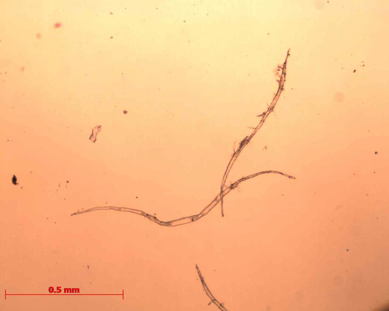 Micrograph of BCTMP.