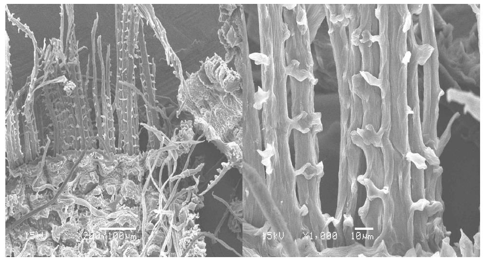 Scanning electron micrographs of rice husk pulp fibers at active alkali 20% and sulfidity 25% conditions